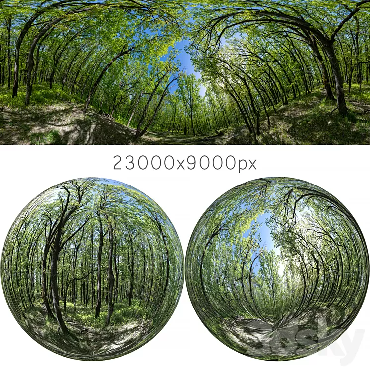 HDRI map from oak forest 3D Model HDRI map from oak forest 3D Model