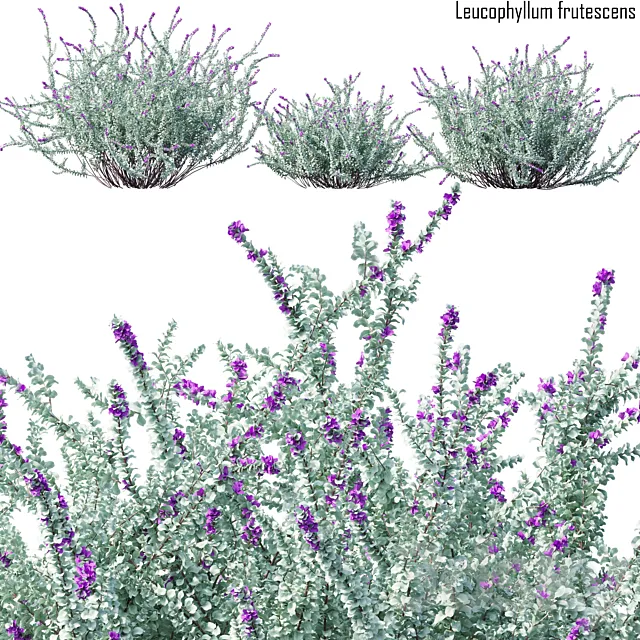 Heavenly cloud sage | Leucophyllum frutescens # 2 3D Model