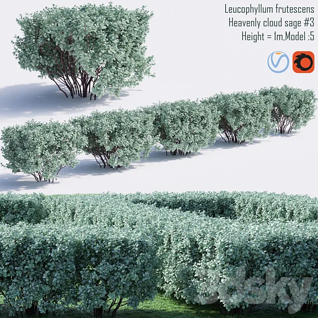Heavenly cloud sage | Leucophyllum frutescens # 4 3D Model