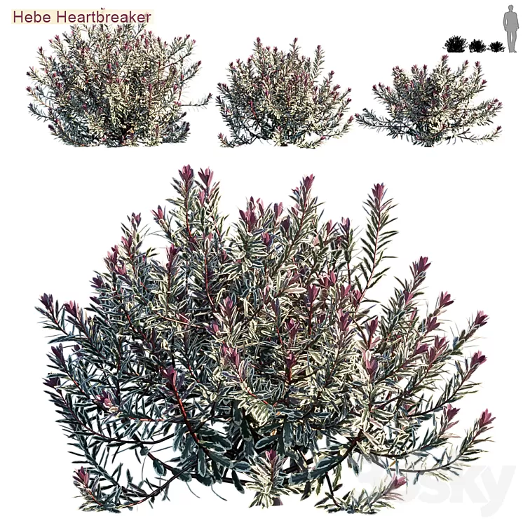 Hebe heartbreaker 3D Model Hebe heartbreaker 3D Model