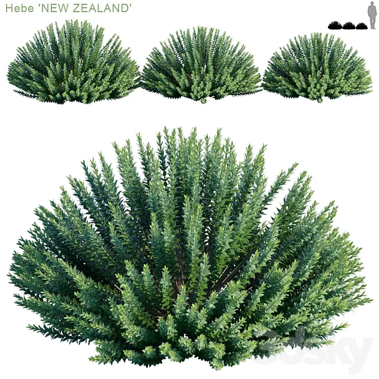 Hebe new zealand 3D Model Hebe new zealand 3D Model