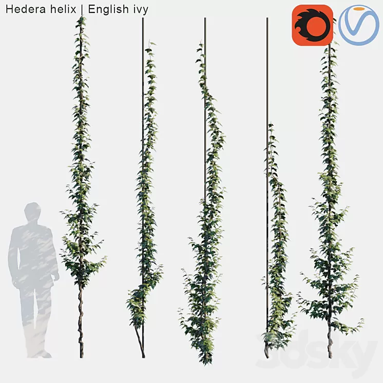 Hedera helix | English ivy vertical cordon 3D Model