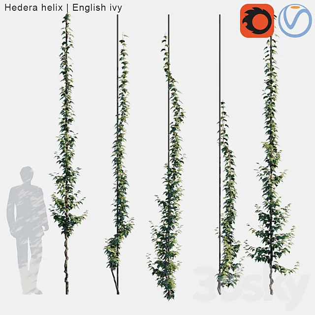 Hedera helix | English ivy vertical cordon 3DModel Hedera helix | English ivy vertical cordon 3DModel