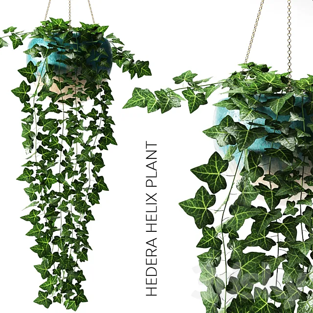 hedera helix plant 3DModel hedera helix plant 3DModel