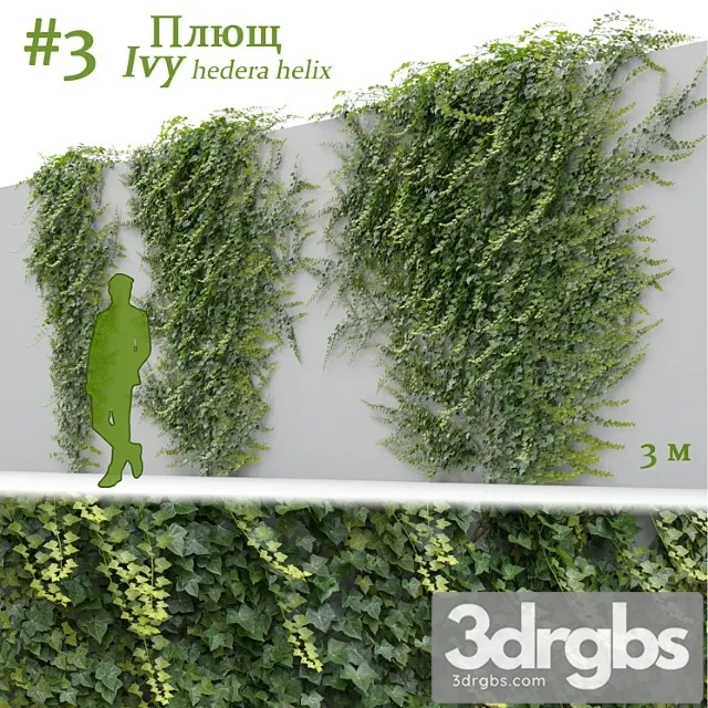 hedera helix hedera helix