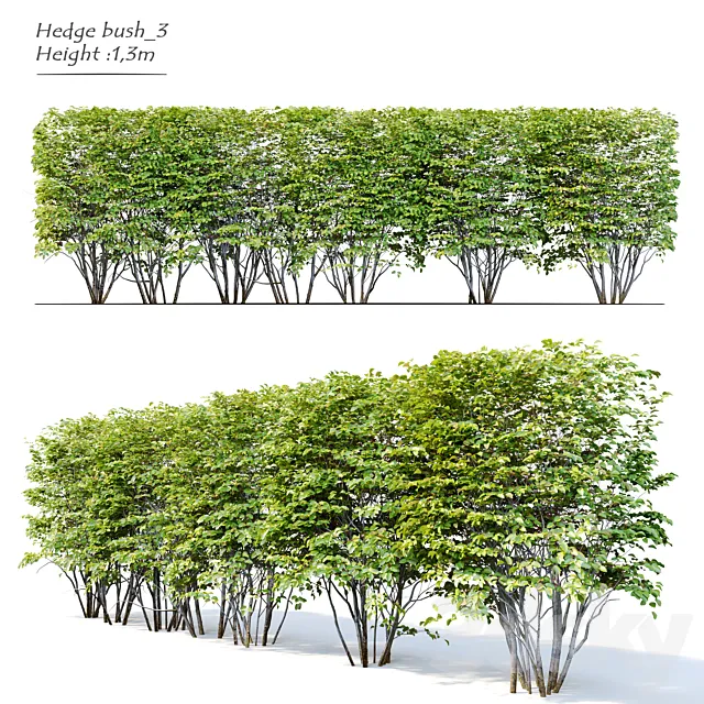 Hedge bush_3 3D Model