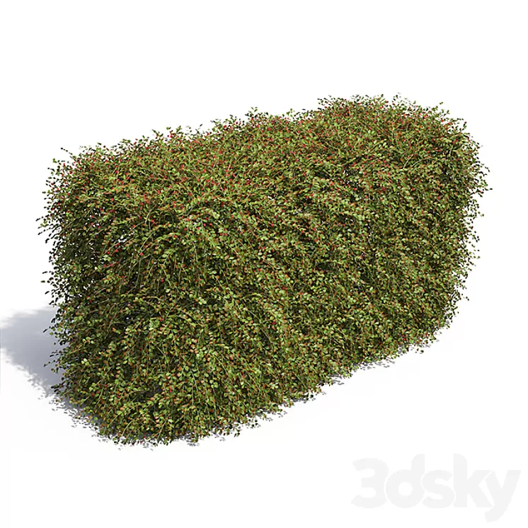 Hedge. Cotoneaster berries. 3D Model