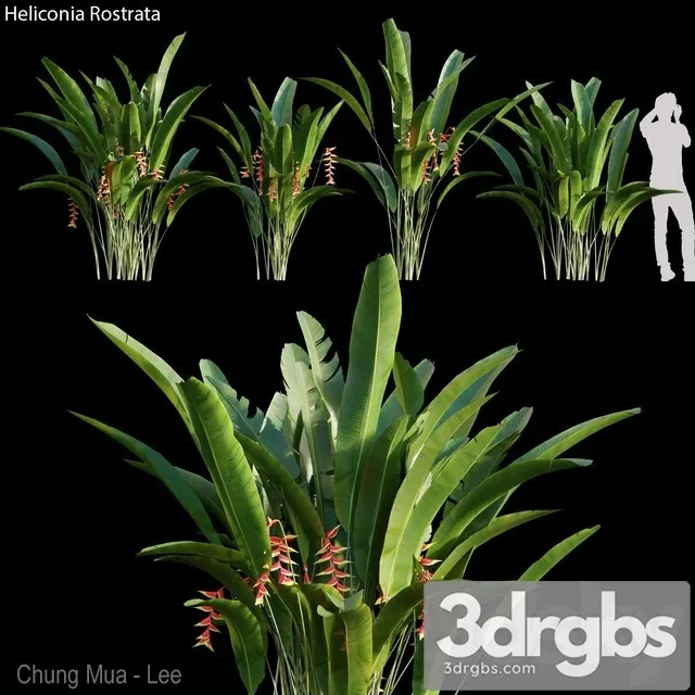 Heliconia Rostrata 3D Model Download