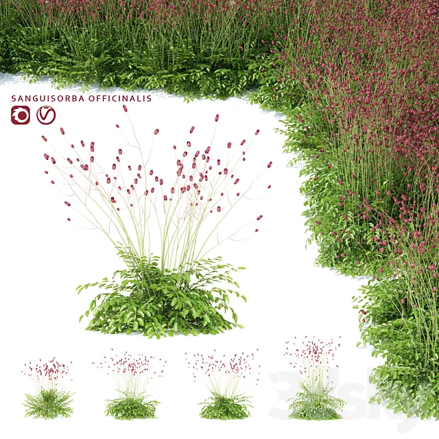 Hemophilus officinalis | Sanguisorba officinalis 3D Model Hemophilus officinalis | Sanguisorba officinalis 3D Model