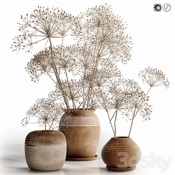 heracleum plant set 3D Model Free Download