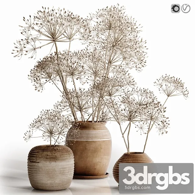 Heracleum plant set Heracleum plant set