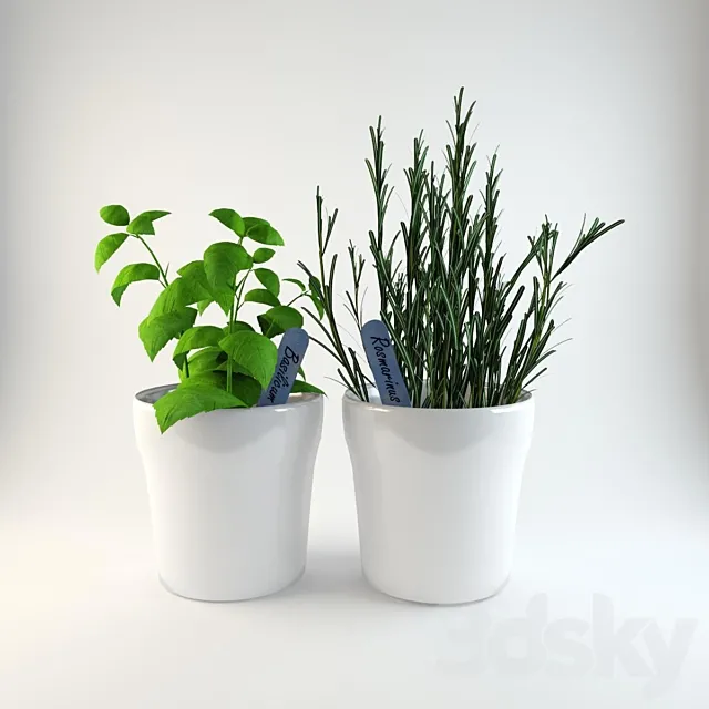 Herbs in pots 3DModel Herbs in pots 3DModel