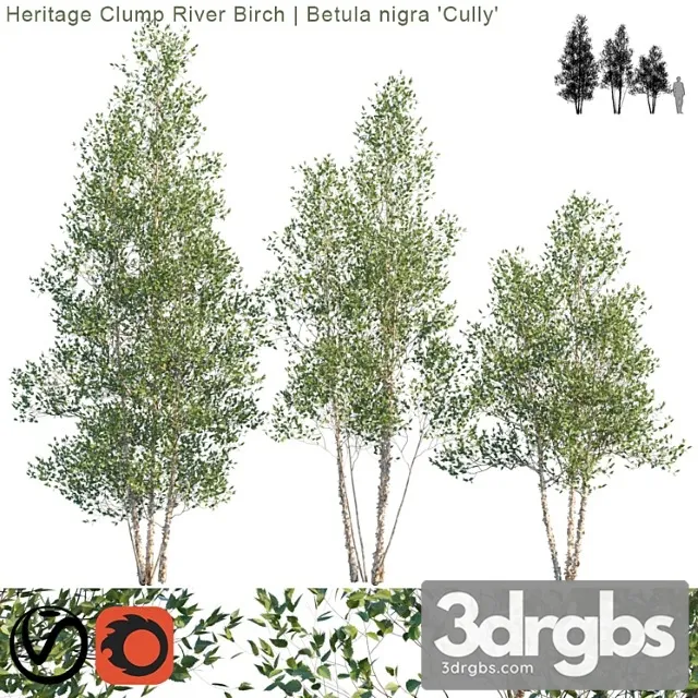 Heritage Clump River Birch Betula Nigra Cully 2 1 3D Model Download