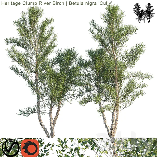 Heritage Clump River Birch | Betula nigra “Cully” # 3 3DModel Heritage Clump River Birch | Betula nigra “Cully” # 3 3DModel