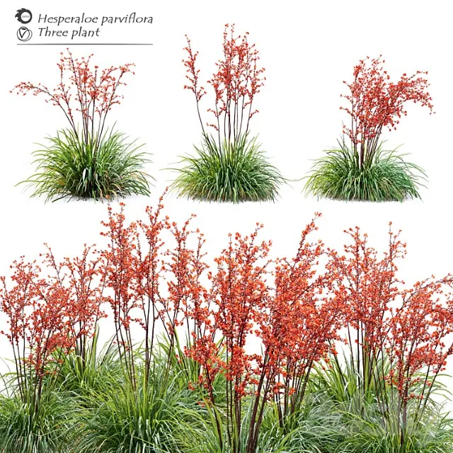 Hesperaloe Parviflora 3D Model Download