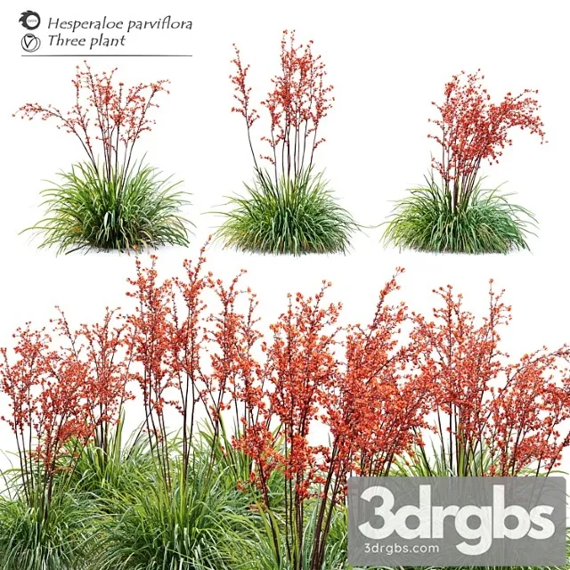 Hesperaloe parviflora Hesperaloe parviflora