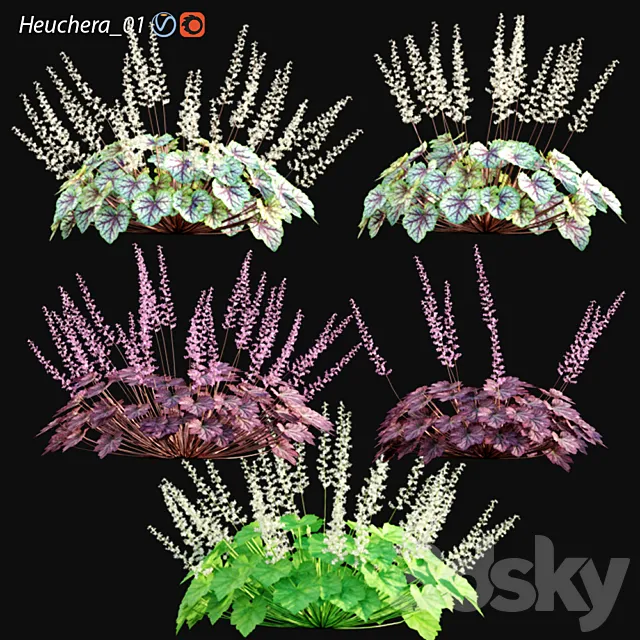Heuchera – Coral Bells 01 3D Model