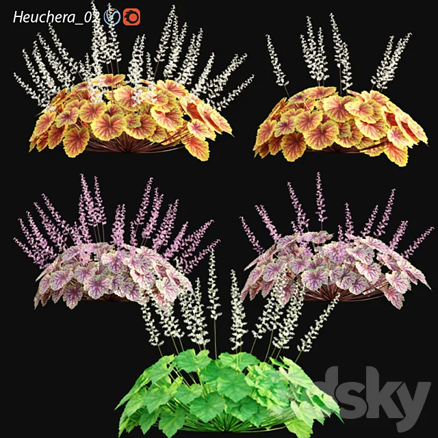Heuchera – Coral Bells 02 3D Model