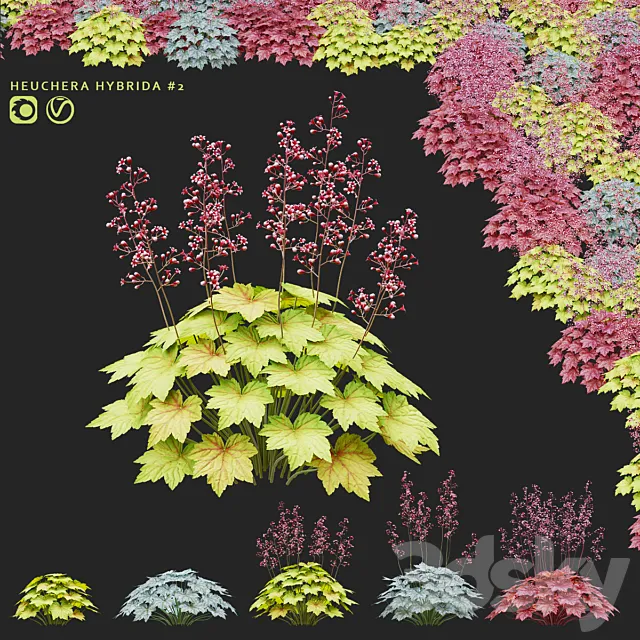 Heuchera hybrid flowers | Heuchera hybrida #2 3D Model