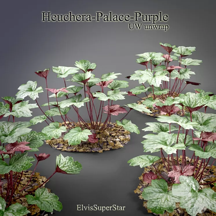 Heuchera – Palace – Purple 3D Model Heuchera – Palace – Purple 3D Model
