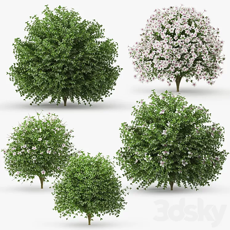 Hibiscus bush 3D Model Hibiscus bush 3D Model
