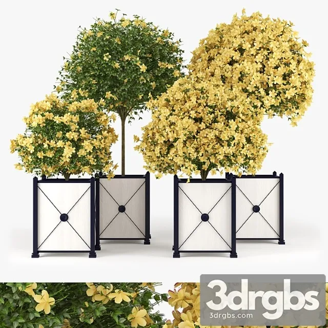 Hibiscus yellow Hibiscus yellow