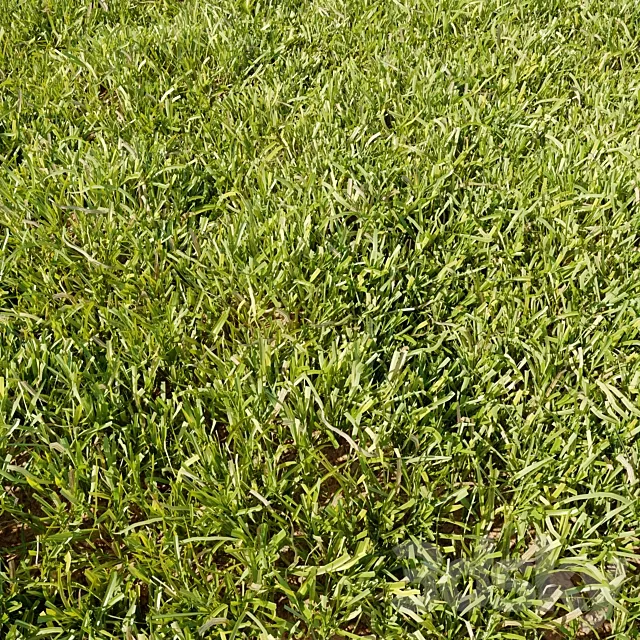 High Details Grass 3D Model High Details Grass 3D Model