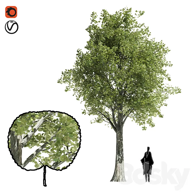 High quality katsura tree 3D Model