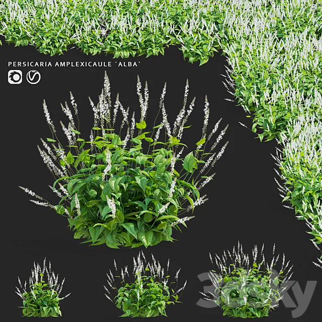 Highlander candle flowers | Persicaria amplexicaule Alba 3D Model Highlander candle flowers | Persicaria amplexicaule Alba 3D Model