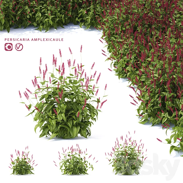 Highlander candlestick flowers | Persicaria amplexicaule 3DModel