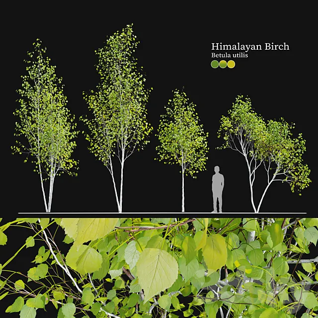 Himalayan birch 3D Model Himalayan birch 3D Model