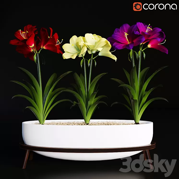 Hippeastrum 3D Model Hippeastrum 3D Model