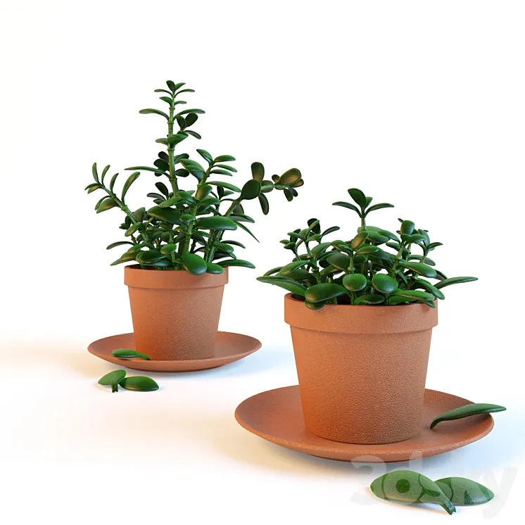 Home plant "Crassula" in the pot 3D Model Free Download