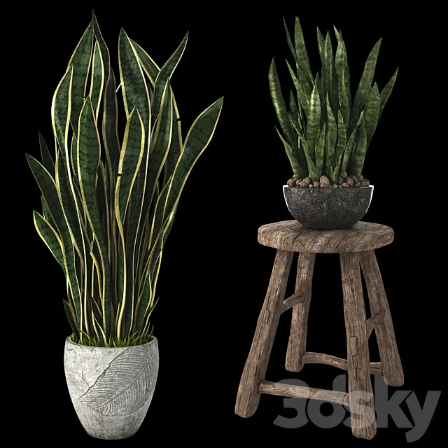Home plant sansevieria 3D Model Home plant sansevieria 3D Model
