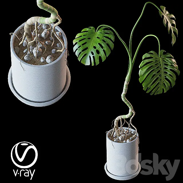 Home plant v2 (Realistic) 3D Model Home plant v2 (Realistic) 3D Model
