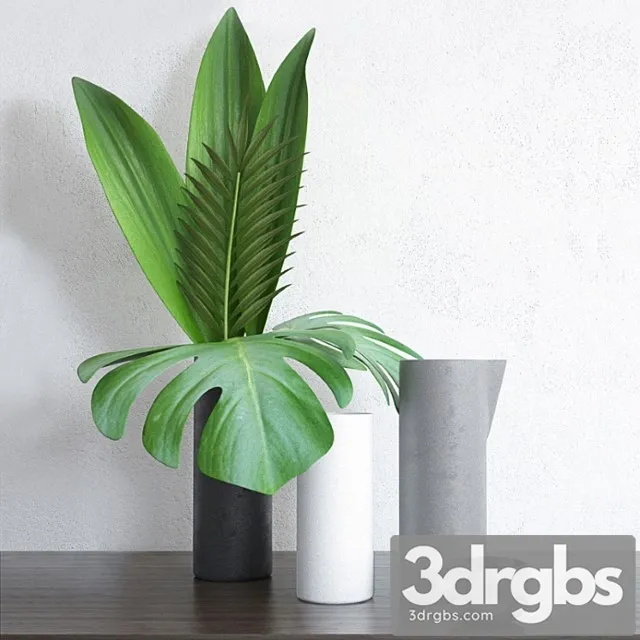 Home tropical plants Home tropical plants