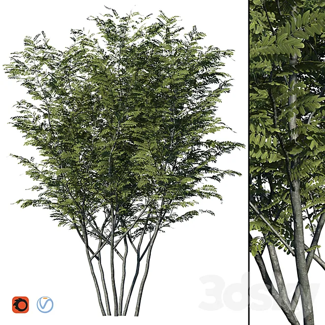 Honey locust 3D Model
