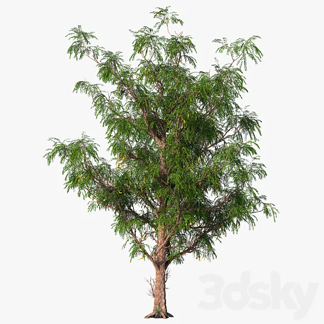 Honey locust _ Acacia 3D Model Honey locust _ Acacia 3D Model