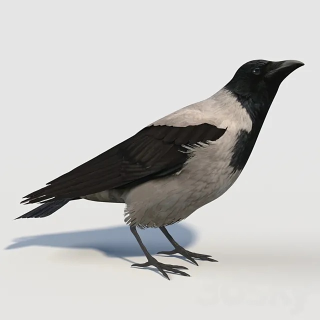 Hooded Crow (bird) 3D Model