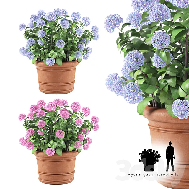 Hortense in a plant | Hydrangea macrophylla 3D Model Hortense in a plant | Hydrangea macrophylla 3D Model