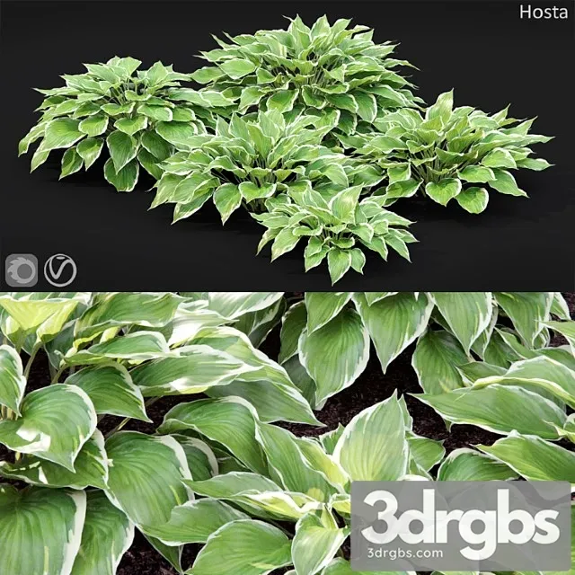 Hosta Hosta