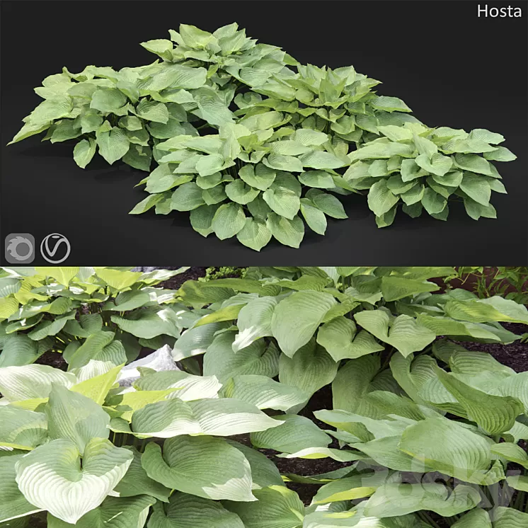 Hosta # 2 3D Model Free Download