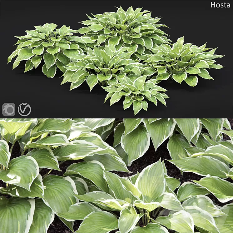 Hosta 3D Model Free Download