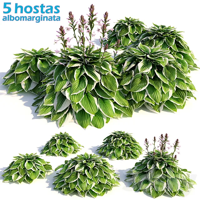 Hosta albomarginata 3DModel Hosta albomarginata 3DModel