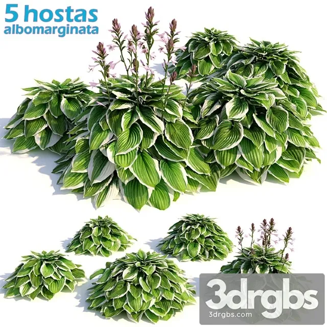 Hosta albomarginata Hosta albomarginata