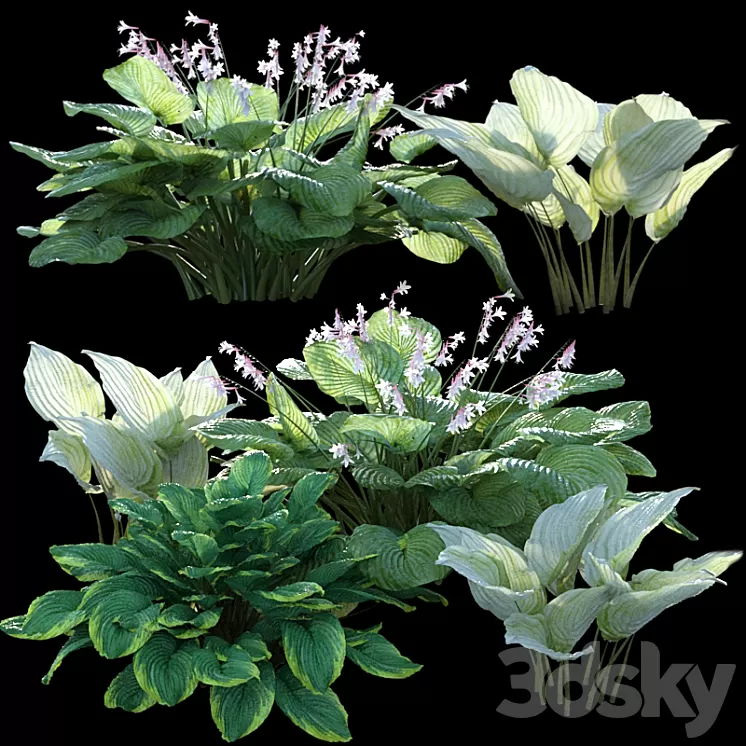 Hosta (funkia) 3D Model