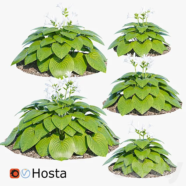 Hosta two 3D Model