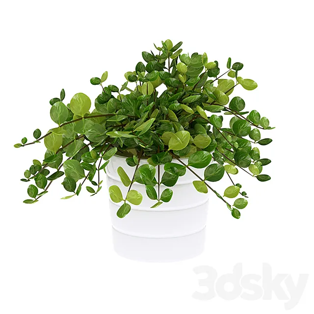 house plant himalayamix 3D Model house plant himalayamix 3D Model