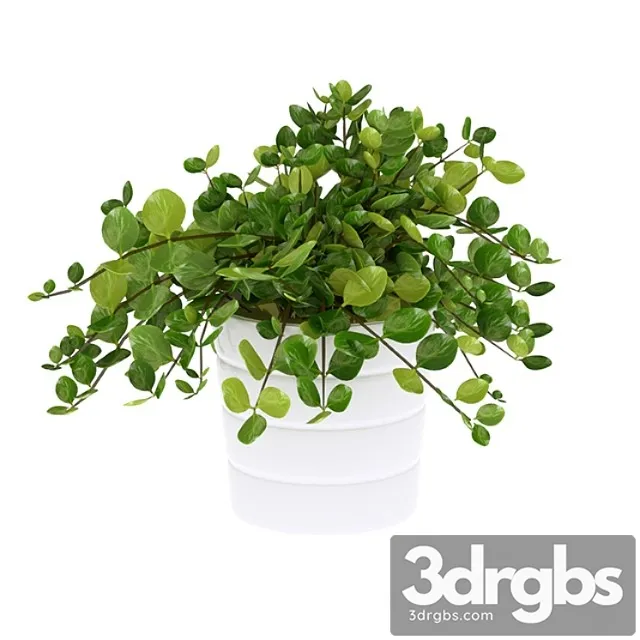 House plant himalayamix House plant himalayamix