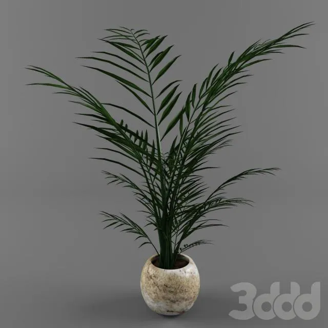 House plant in a pot 3D Model House plant in a pot 3D Model